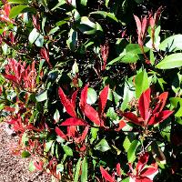 Photinia x fraseri (Fraser Photinia, Red Tip)