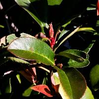 Photinia x fraseri (Fraser Photinia, Red Tip)