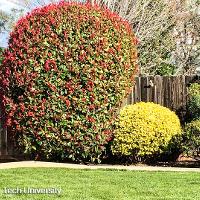 Photinia x fraseri (Fraser Photinia, Red Tip)