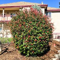 Photinia x fraseri (Fraser Photinia, Red Tip)