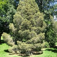Pinus cembroides var. edulis (Pinyon Pine)