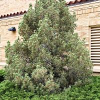 Pinus cembroides var. edulis (Pinyon Pine)