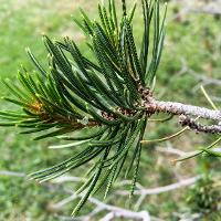 Pinus cembroides var. edulis (Pinyon Pine)