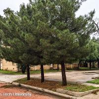 Pinus eldarica (Afghan Pine)