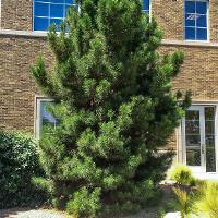 Pinus eldarica (Afghan Pine)
