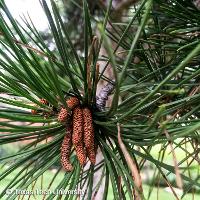 Pinus nigra (Austrian Pine)