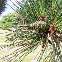 Pinus nigra (Austrian Pine)
