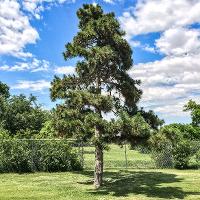 Pinus nigra (Austrian Pine)