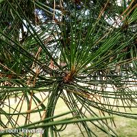 Pinus nigra (Austrian Pine)