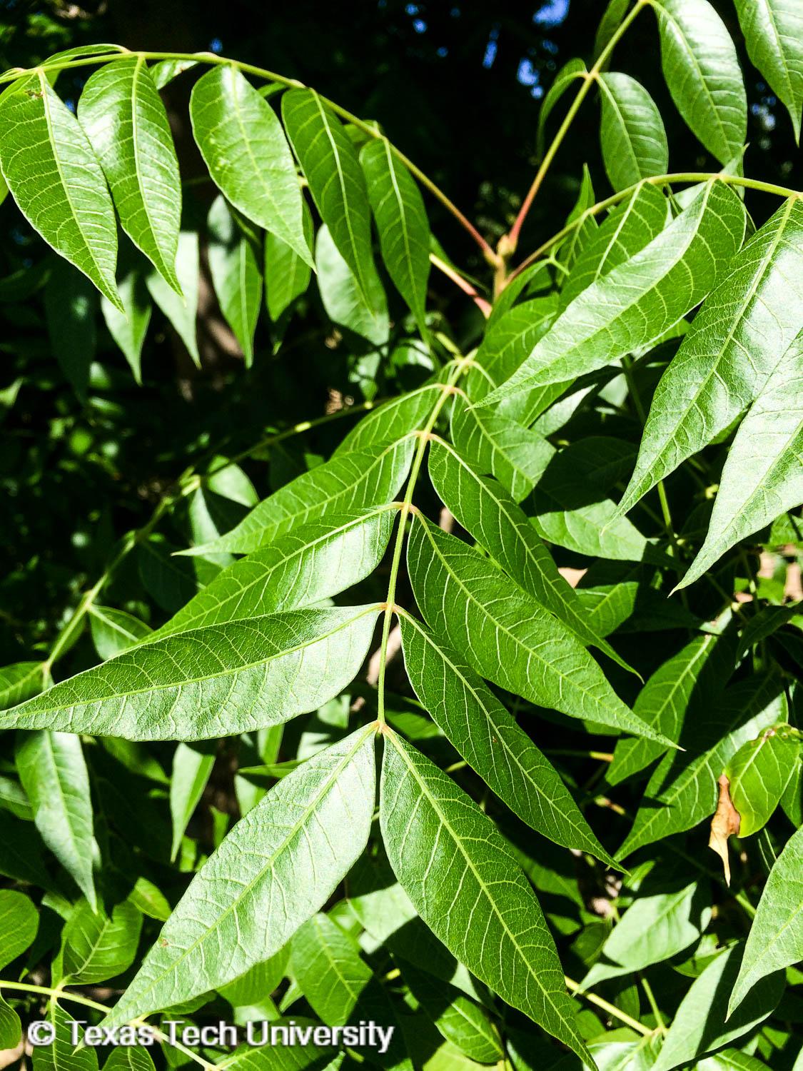 chinese pistachio tree leaf