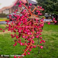 Pistacia chinensis (Chinese Pistache)