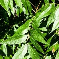 Pistacia chinensis (Chinese Pistache)