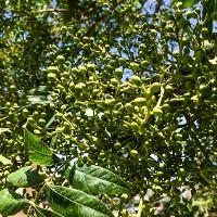 Pistacia chinensis (Chinese Pistache)