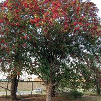 Pistacia chinensis (Chinese Pistache)