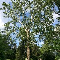 Platanus occidentalis (Sycamore, American Planetree)