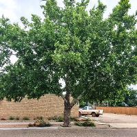 Platanus occidentalis (Sycamore, American Planetree)