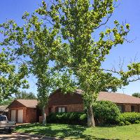 Platanus occidentalis (Sycamore, American Planetree)