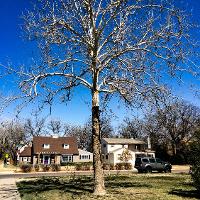Platanus occidentalis (Sycamore, American Planetree)