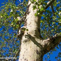 Platanus occidentalis (Sycamore, American Planetree)