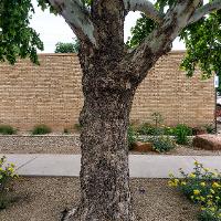 Platanus occidentalis (Sycamore, American Planetree)
