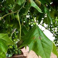 Platanus occidentalis (Sycamore, American Planetree)