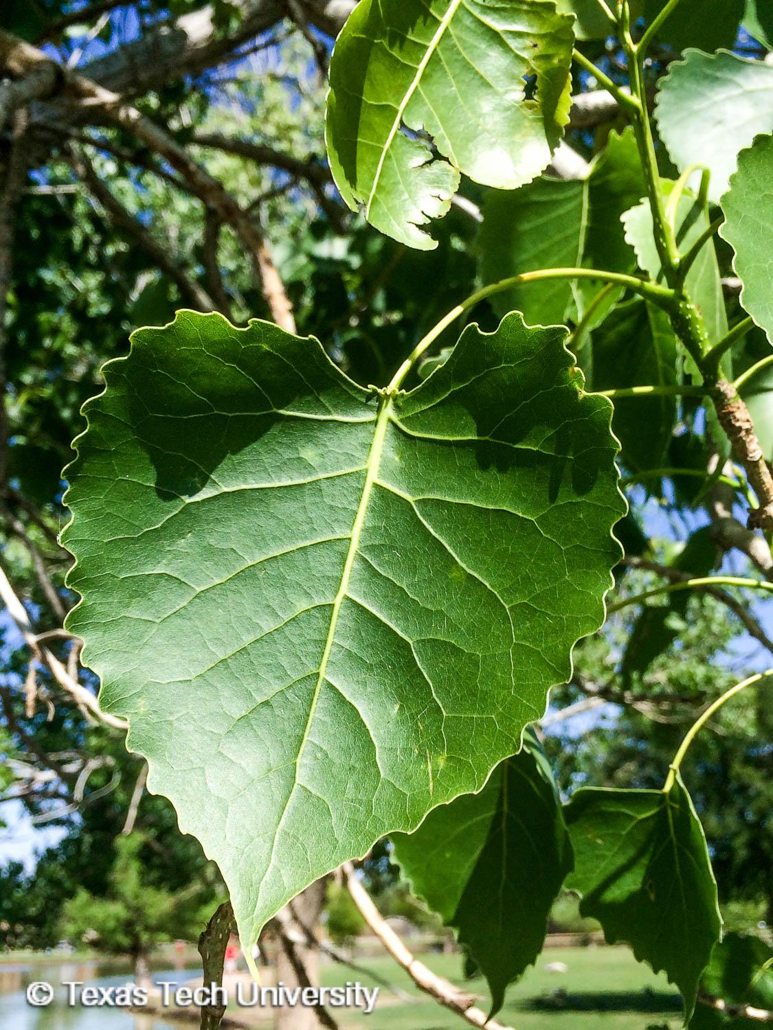 Poplar, Eastern Cottonwood | Plant Resources Home | TTU