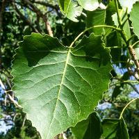 Populus deltoides (Poplar, Eastern Cottonwood)