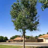 Populus deltoides (Poplar, Eastern Cottonwood)