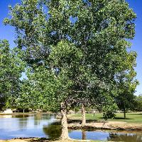 Populus deltoides (Poplar, Eastern Cottonwood)