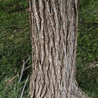 Populus deltoides (Poplar, Eastern Cottonwood)