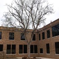 Populus deltoides (Poplar, Eastern Cottonwood)