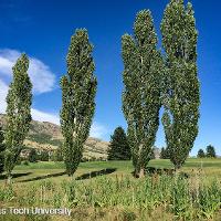 Populus nigra ‘Italica’ (Lombardy Poplar, Black Poplar, Italian Poplar)