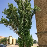 Populus nigra ‘Italica’ (Lombardy Poplar, Black Poplar, Italian Poplar)