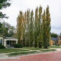 Populus nigra ‘Italica’ (Lombardy Poplar, Black Poplar, Italian Poplar)