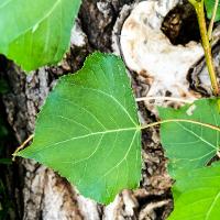 Populus nigra ‘Italica’ (Lombardy Poplar, Black Poplar, Italian Poplar)