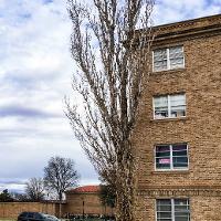 Populus nigra ‘Italica’ (Lombardy Poplar, Black Poplar, Italian Poplar)