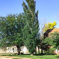 Populus nigra ‘Italica’ (Lombardy Poplar, Black Poplar, Italian Poplar)