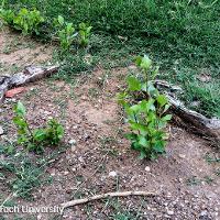 Populus nigra ‘Italica’ (Lombardy Poplar, Black Poplar, Italian Poplar)