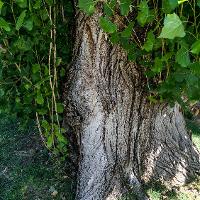 Populus nigra ‘Italica’ (Lombardy Poplar, Black Poplar, Italian Poplar)