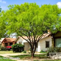 Prosopis glandulosa (Honey Mesquite)