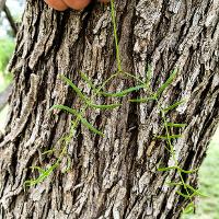 Prosopis glandulosa (Honey Mesquite)