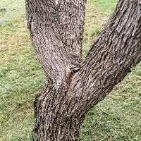 Prosopis glandulosa (Honey Mesquite)