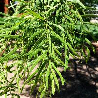 Prosopis glandulosa (Honey Mesquite)