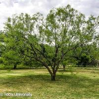 Prosopis glandulosa (Honey Mesquite)