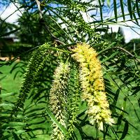 Prosopis glandulosa (Honey Mesquite)