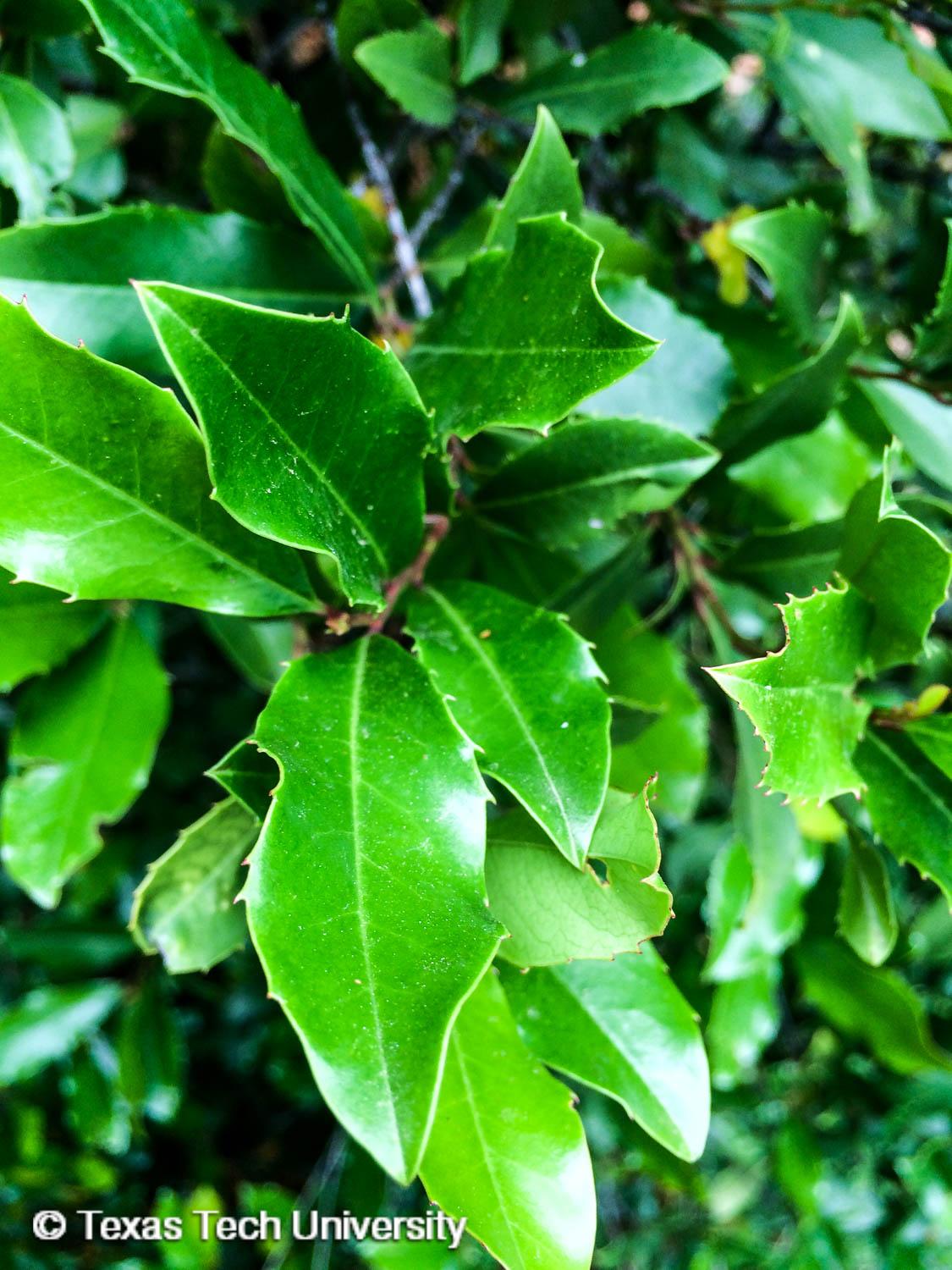 Plant resources. Prunus caroliniana. Carollina Cherry. Carolina Cherry.