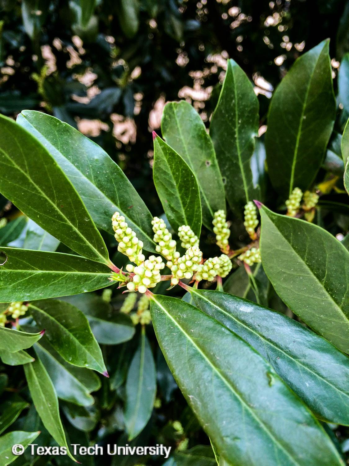 Carolina Cherry Laurel  Woody Plant Finder  Comprehensive Landscape
