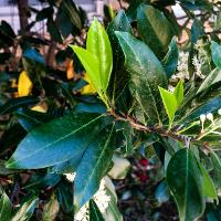 Prunus caroliniana (Carolina Cherry Laurel)