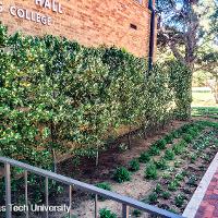 Prunus caroliniana (Carolina Cherry Laurel)