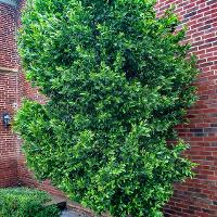 Prunus caroliniana (Carolina Cherry Laurel)
